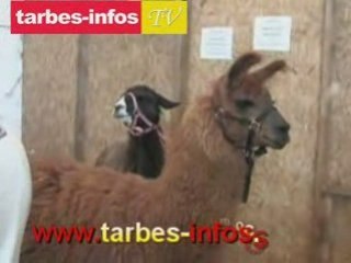 Foire Agricole de Tarbes J-L Cazaubon