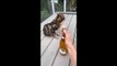 Ce chat déteste le champagne... enfin, surtout le bouchon