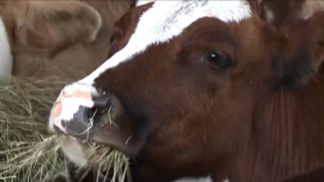 Confagricoltura: costi stalla raddoppiati, timori per consumi