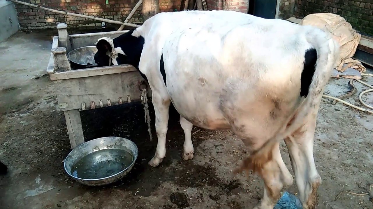 Must watch animal leg inguery