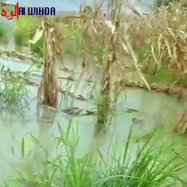 Tchad: Des hectares de champs de maïs décimés par les pluies diluviennes du mois d'août.