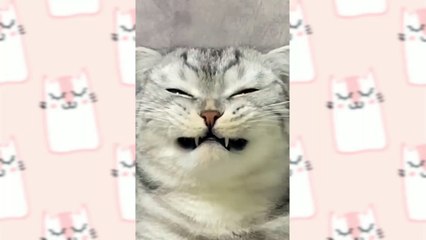 Cute Cat videos ! Funny and cute cat videos compilation