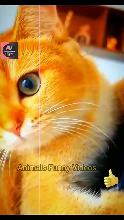 Cute Pie Little Cat Talking Meow Meow _ Cute Animals Yt _ Amazing Cat Videos 2022 #shorts #animals