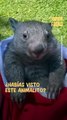 Wombat: la especie de marsupial más adorable de Australia