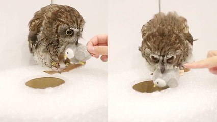 'Smart owl learns from his mistake and rescues his favorite toy! '