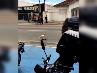 Galo de estimação é filmado andando de skate e vídeo viraliza nas redes sociais