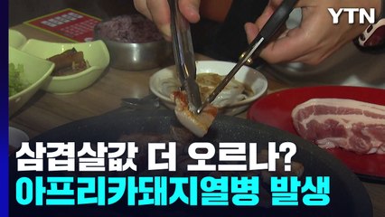 추석 3주 앞두고 돼지열병 재발...삼겹살값 더 오르나? / YTN