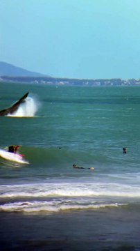 Baleias batem caudas e se exibem para surfistas na Guarda do Embaú