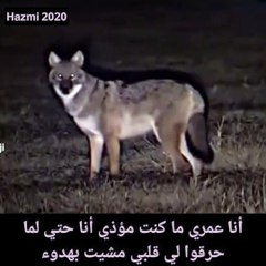 حرقوا لي قلبي ومشيت بهدوء ...