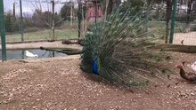 peacock