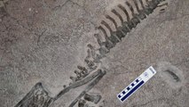 국내 첫 각룡류 화석 '화성 뿔공룡 화석' 천연기념물 된다 / YTN