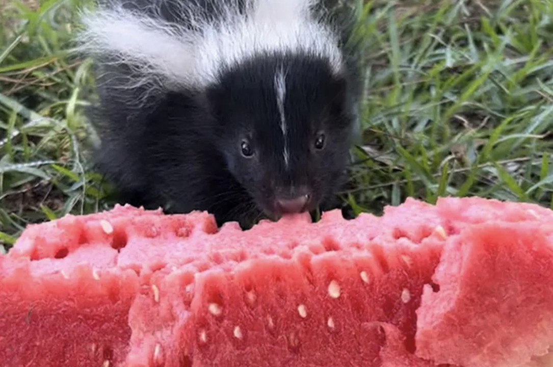 Watermelons Squashed in Accident Donated to a Wildlife Rescue to Delight and Hydrate Animals