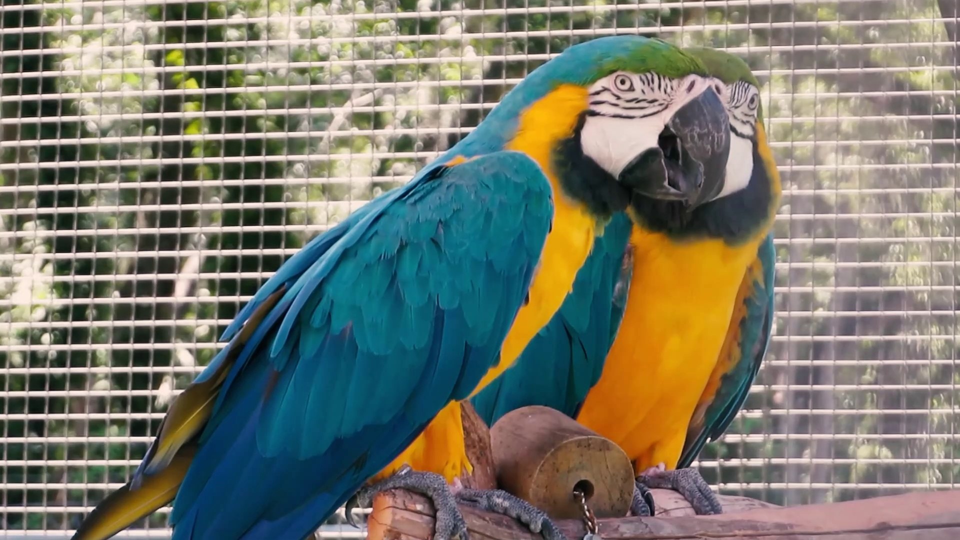 Ziggy's Haven Bird Sanctuary (Inverness, Florida) - Non-Profit Bird Rescue & Adoption Cente