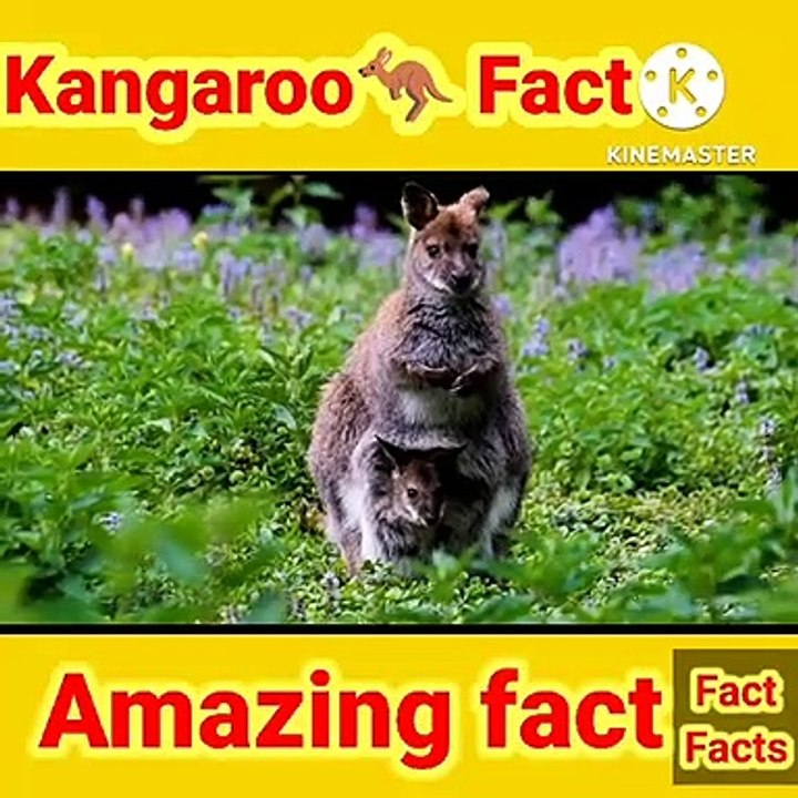 Kangaroo Fact #shorts #factfacts