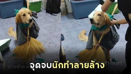 สงสารดีไหม ? โกลเด้นกัดข้าวของจนโดนทำโทษ ซึมหนักเหมือนรู้สึกผิด แต่... !!