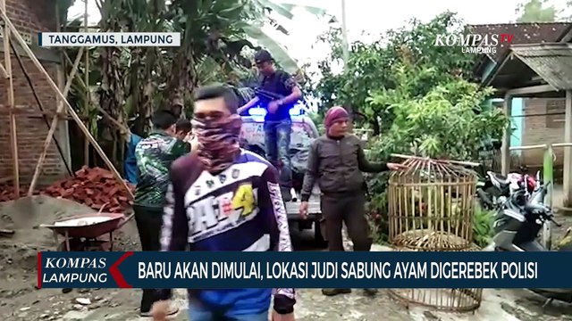 Pertandingan Belum Dimulai, Lokasi Judi Sabung Ayam Digerebek Polisi