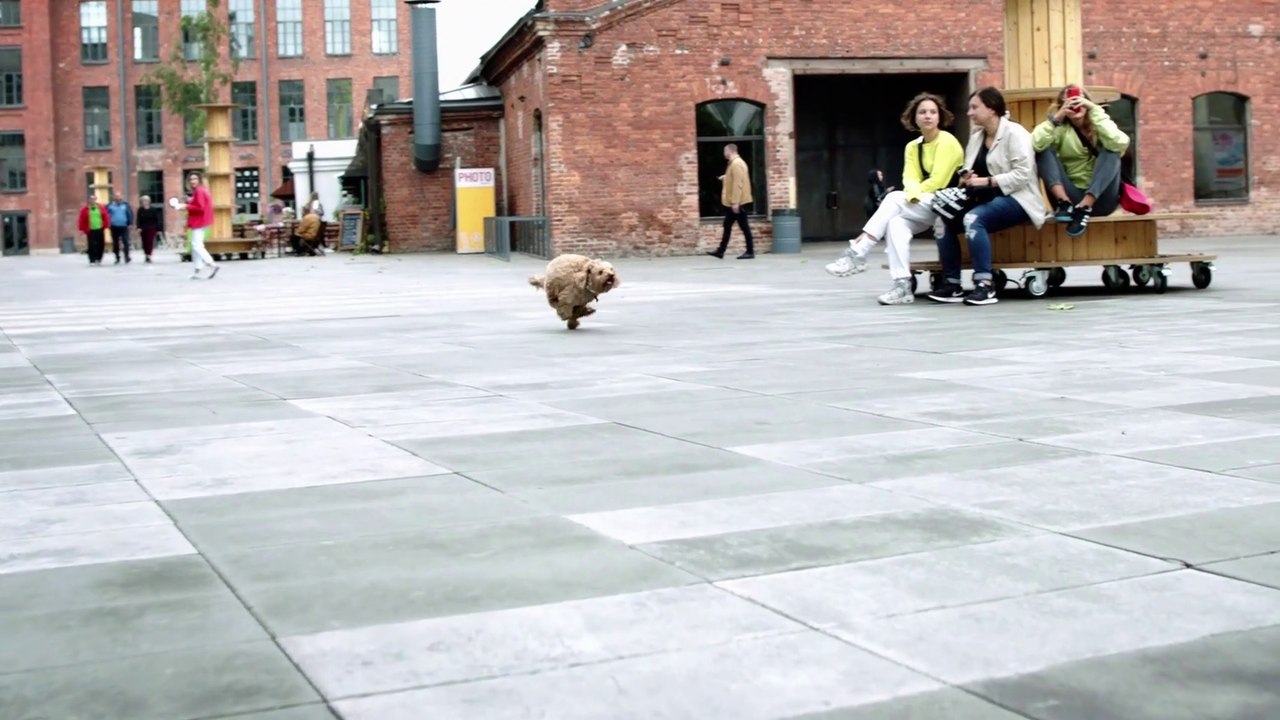 Best of funny and cute Dogs and Cats hilarious videos #22