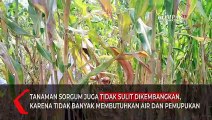 Panen Raya di Lamongan, Menteri Pertanian Sebut Komoditas Sorgum Dapat Atasi Impor Gandum