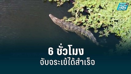 จับได้แล้ว จระเข้หลุดกลางคลองบางขวด จ.อยุธยา |เที่ยงทันข่าว |23 ส.ค. 65