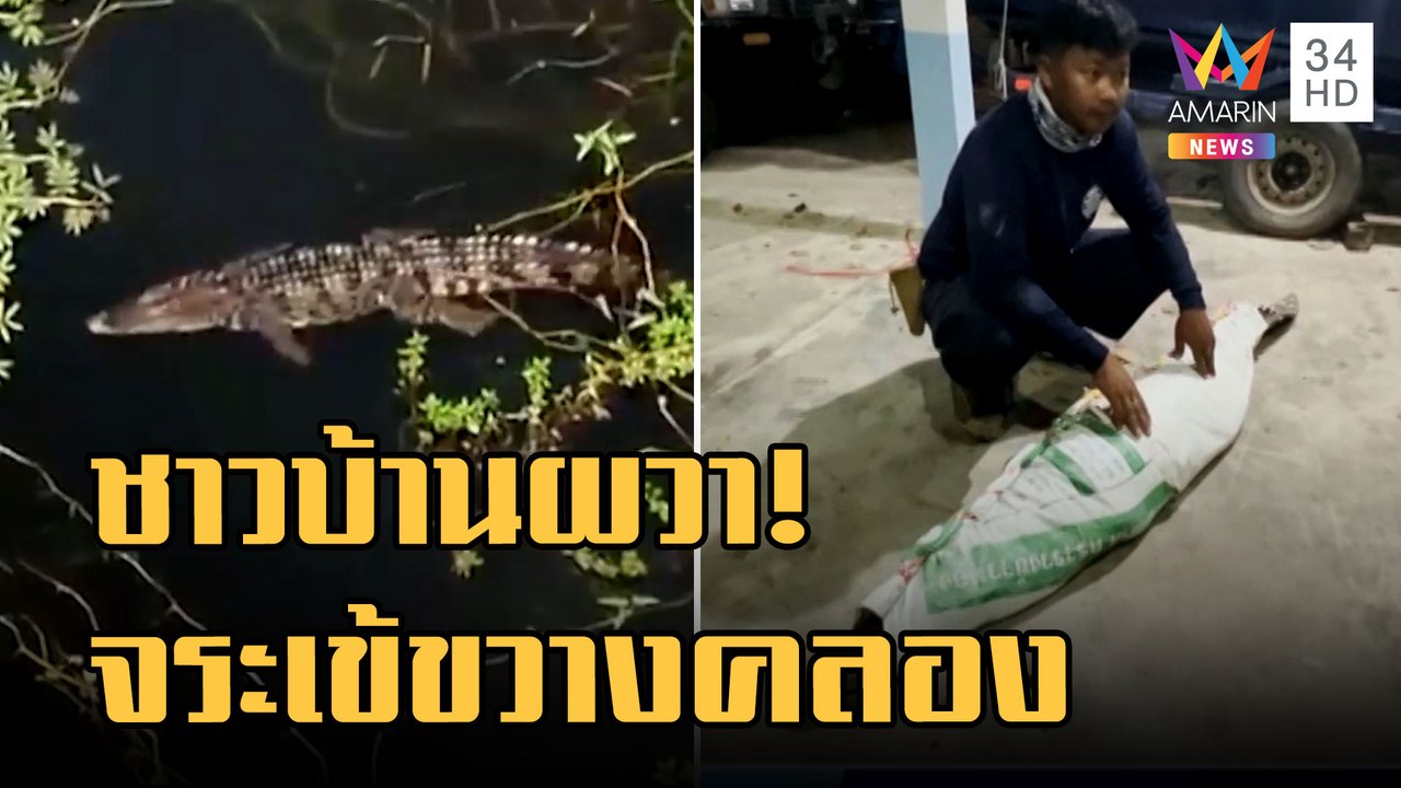 ชาวบ้านหาปลาเจอจระเข้ขวางคลองยาว 2 เมตร ล่าสุดจับตัวได้แล้ว | ข่าวเที่ยงอมรินทร์ | 23 ส.ค.65