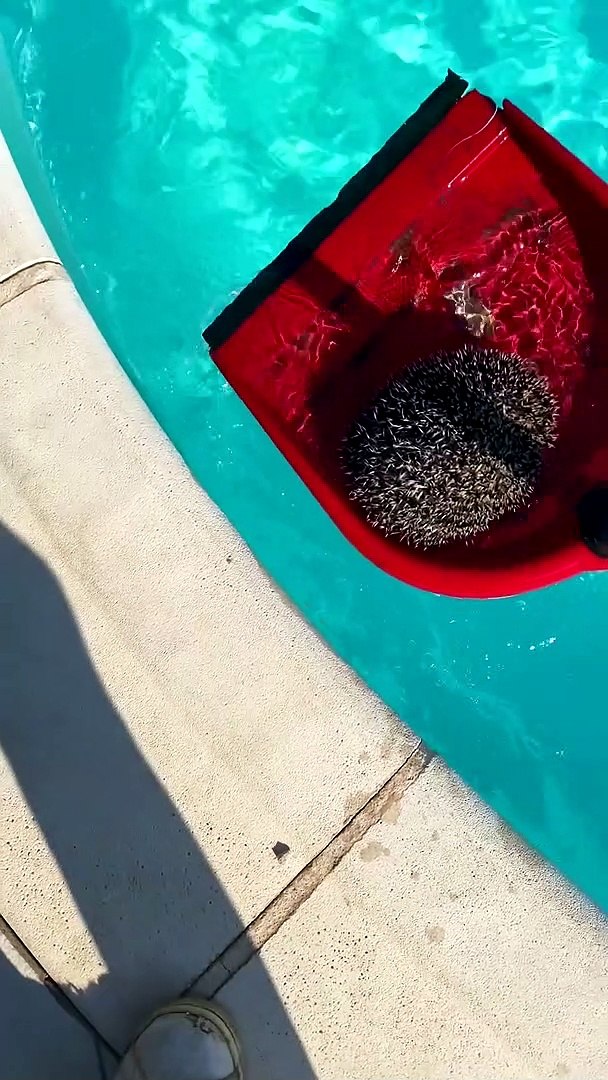 ⁣Hedgehog Saved From Swimming Pool