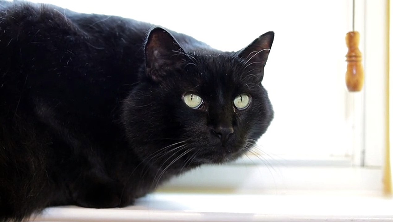 Cat video angry