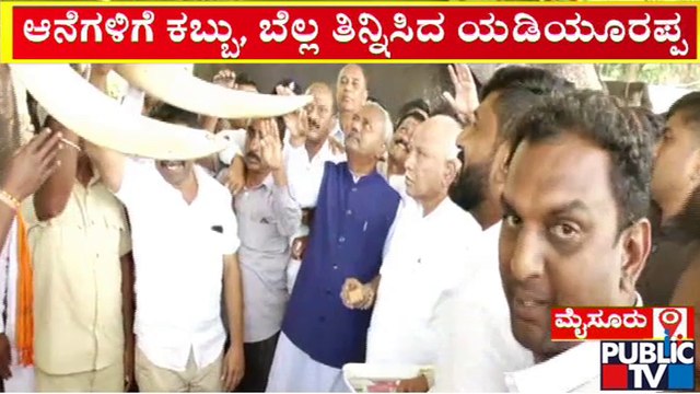 ಆನೆಗಳಿಗೆ ಕಬ್ಬು, ಬೆಲ್ಲ ತಿನ್ನಿಸಿದ ಯಡಿಯೂರಪ್ಪ..! | BS Yediyurappa | Mysuru | Public TV