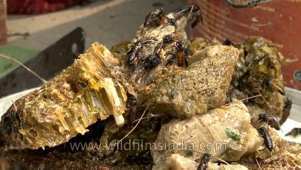 Bee hive is squeezed to extract the honey