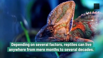 What Is The Lifespan of Reptiles?