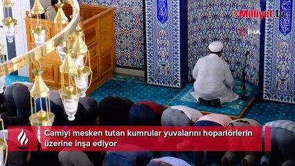 Camiyi mesken tutan kumrular yuvalarını hoparlörlerin üzerine inşa ediyor