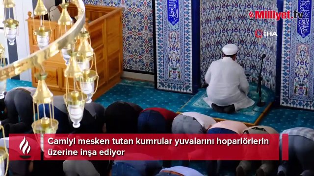 Camiyi mesken tutan kumrular yuvalarını hoparlörlerin üzerine inşa ediyor