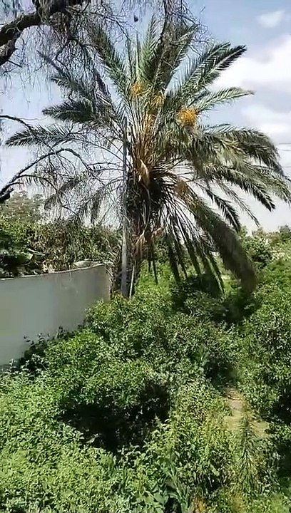 طائف کا مشہور باغ