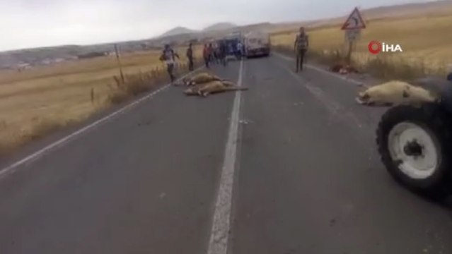 Tanker, büyükbaş hayvan sürüsüne daldı