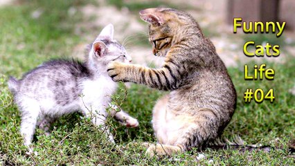 Funniest Cats  - Don't try to hold back Laughter  - Funny Cats Life #02
