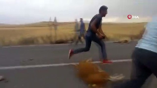 Tanker, büyükbaş hayvan sürüsüne daldı: 18 hayvan telef oldu