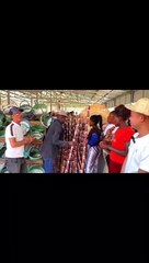 Clip: Anh em Việt Nam cùng người dân Châu Phi mang mía đi bán