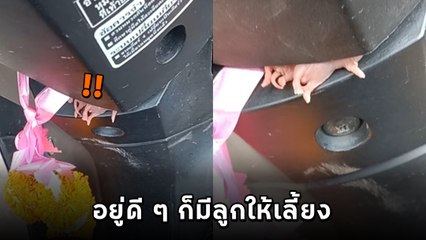 หัวจะปวด หนุ่มจอด จยย. ไม่ทันข้ามวัน สตาร์ตอีกที มีไอ้ต้าวเป็นของแถม