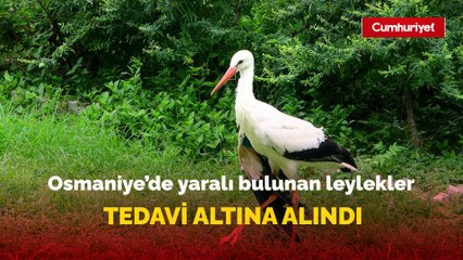 Osmaniye’de yaralı bulunan leylekler tedavi altına alındı