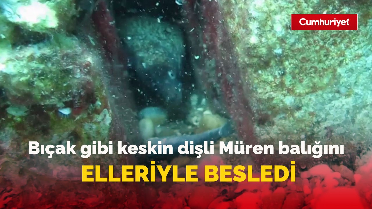 Bıçak gibi keskin dişli Müren balığını elleriyle besledi