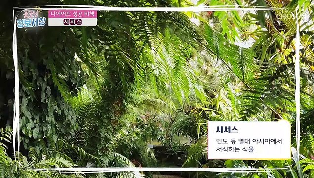 식욕을 줄여주고 다이어트에 도움을 주는 ‘시서스’ TV CHOSUN 220823 방송