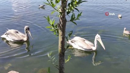 Pelikanlar adanın maskotu oldu