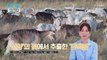 근육 합성과 근감소증 개선에 탁월한 ‘산양유 단백질’ TV CHOSUN 220823 방송