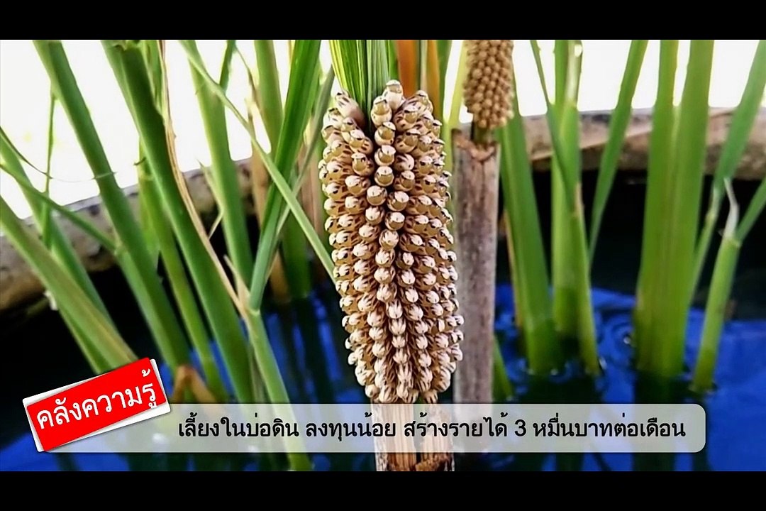 เผยเทคนิคเลี้ยง “แมงดานา” ในบ่อดิน ลงทุนน้อย สร้างรายได้ 3 หมื่นบาทต่อเดือน
