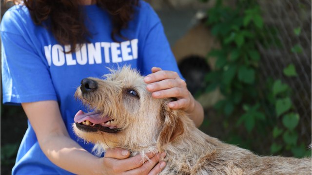 Rescue’s heartbreak as these puppies were abandoned because their owners couldn’t afford them anymore