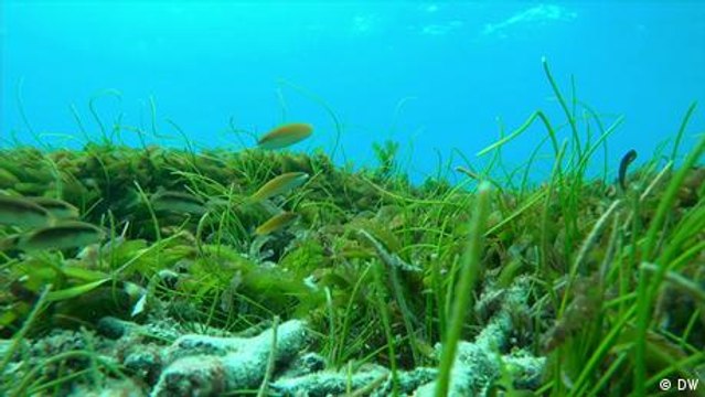 Praderas marinas protegen las islas Maldivas