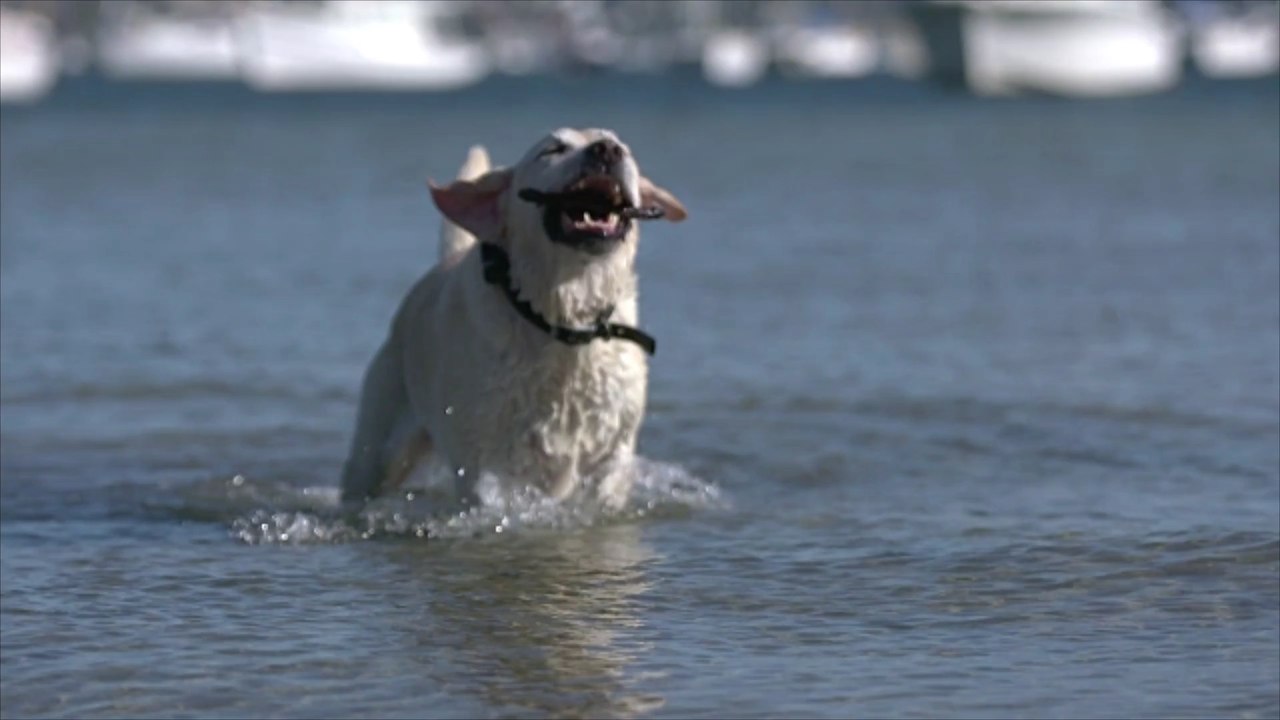 Neue Studie: Auch Hunde weinen vor Glück!