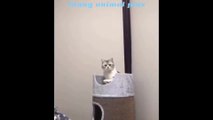Funny animal video cutest cat and dog best moment in the world