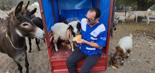 Tokat gündem haberi | TOKAT'TAN GETİRİLEN KOÇ, OSMANİYE'DEKİ EMEKLİ HAYVANLAR ÇİFTLİĞİ'NE YERLEŞTİRİLDİ
