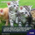 Penuh Haru! Induk Kucing Menangis Melihat Anaknya Mati