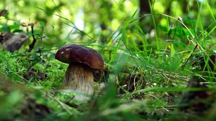 15 Strangest Plants You Should Never Touch